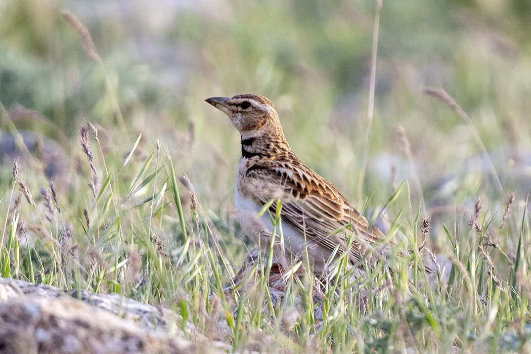 Bimaculated Lark